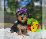 Small #2 Yorkshire Terrier