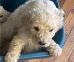 Small Photo #11 Poodle (Standard) Puppy For Sale in NASHVILLE, TN, USA