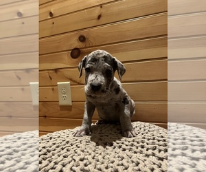 Great Dane Puppy for sale in GRANITE FALLS, NC, USA