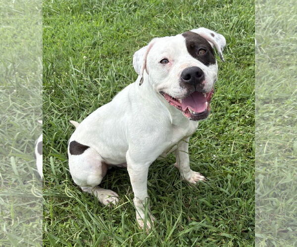 Medium Photo #2 Mutt Puppy For Sale in Virginia Beach, VA, USA