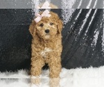 Small #2 Poodle (Toy)