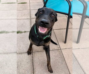Violet - Female Labrador Retriever-Unknown Mix Dog for Adoption - Photo #2