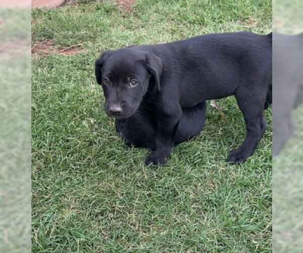 Medium Photo #1 Labrador Retriever-Unknown Mix Puppy For Sale in Grafton, WI, USA