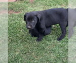 Small Labrador Retriever Mix