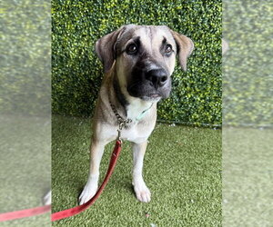 Black Mouth Cur-Unknown Mix Dogs for adoption in Naples, FL, USA