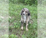 Small Photo #2 Aussiedoodle Puppy For Sale in VANCEBURG, KY, USA