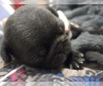 Small #16 Pug