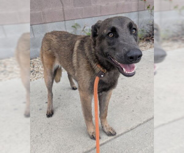 Medium Photo #1 Mutt Puppy For Sale in Redlands, CA, USA