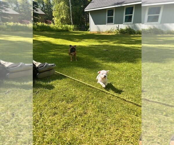 Medium Photo #10 Staffordshire Bull Terrier Puppy For Sale in WASILLA, AK, USA