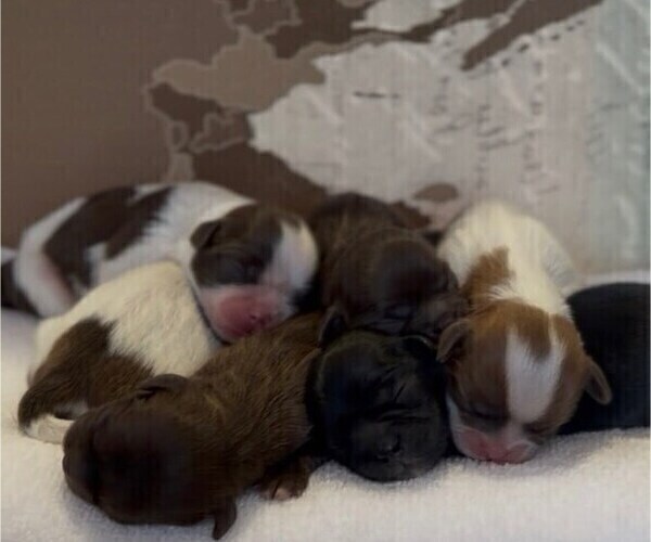 Medium Photo #2 Shih Tzu Puppy For Sale in MIAMI, FL, USA