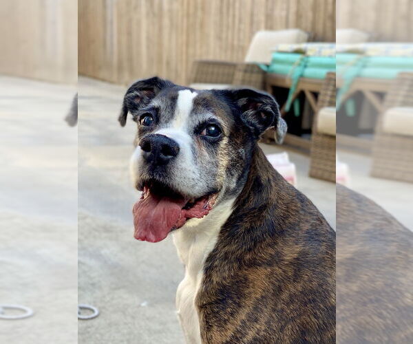 Medium Photo #2 Boxer Puppy For Sale in Austin, TX, USA