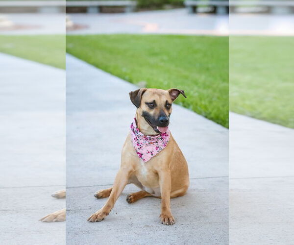 Medium Photo #10 Mutt Puppy For Sale in  Gainesville, FL, USA
