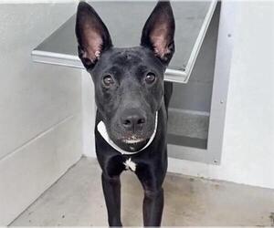 Australian Kelpie-Unknown Mix Dogs for adoption in Houston, TX, USA