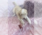 Puppy Goldie Aussie-Poo-Goldendoodle Mix