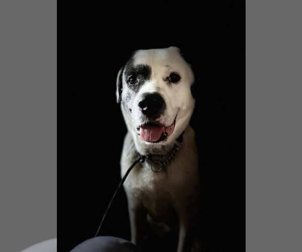 Medium Photo #5 Anatolian Shepherd-Great Pyrenees Mix Puppy For Sale in Princeton, MN, USA