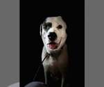 Small #4 Anatolian Shepherd-Great Pyrenees Mix