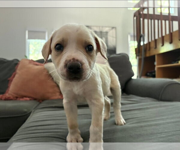 Medium Photo #5 American Pit Bull Terrier-American Staffordshire Terrier Mix Puppy For Sale in Chester, VA, USA
