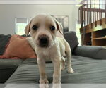 Small #4 American Pit Bull Terrier-American Staffordshire Terrier Mix