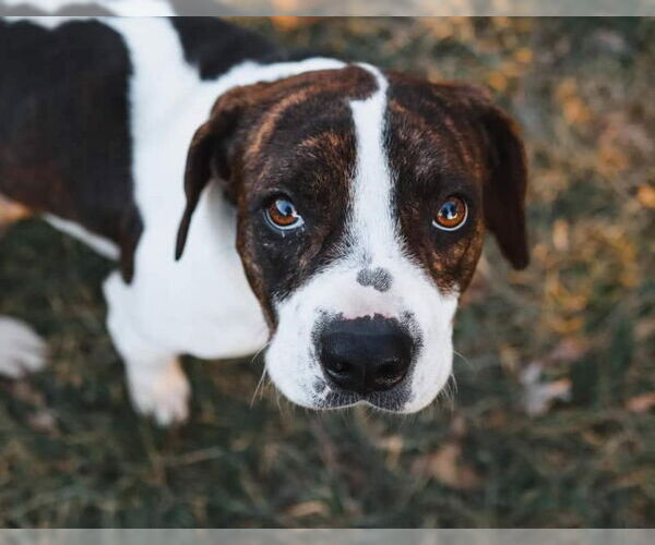 Medium Photo #4 Beabull Puppy For Sale in House Springs, MO, USA