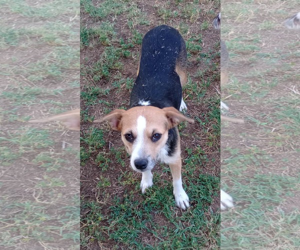 Medium Photo #2 Jack Russell Terrier-Unknown Mix Puppy For Sale in Visalia, CA, USA