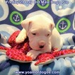 Small Photo #96 Dogo Argentino Puppy For Sale in JANE, MO, USA