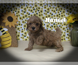 Poodle (Toy) Puppy for sale in CHANUTE, KS, USA