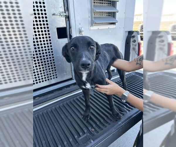 Medium Photo #1 Labrador Retriever-Unknown Mix Puppy For Sale in Corpus Christi, TX, USA