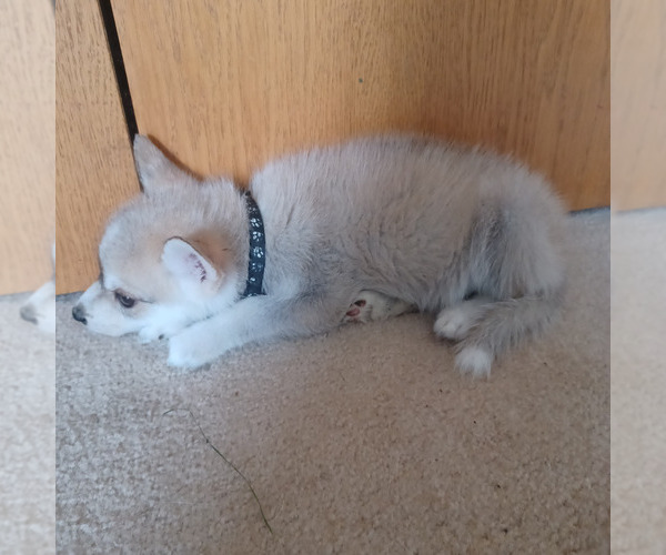 Medium Photo #7 Gerberian Shepsky Puppy For Sale in EDMORE, MI, USA