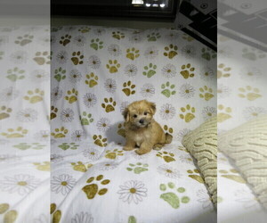 Morkie Puppy for sale in COOKEVILLE, TN, USA