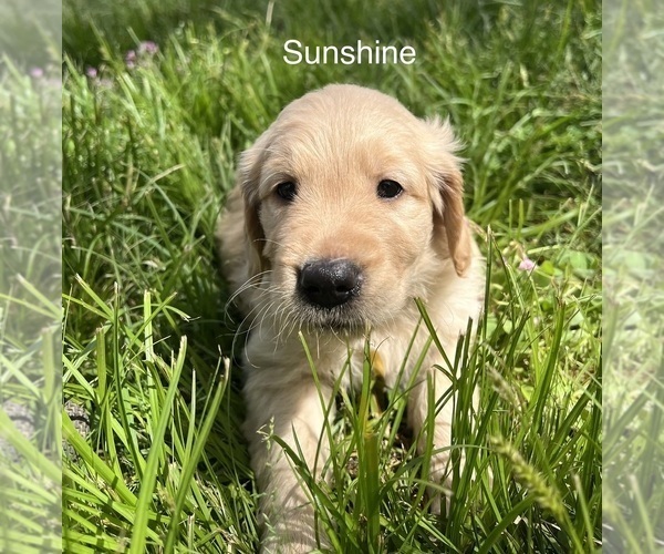 Medium Photo #5 Golden Retriever Puppy For Sale in STARKVILLE, MS, USA
