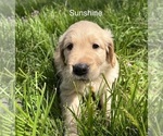 Small #4 Golden Retriever