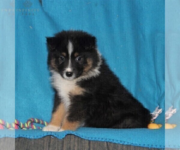 Medium Photo #3 Australian Shepherd Puppy For Sale in HOLTWOOD, PA, USA