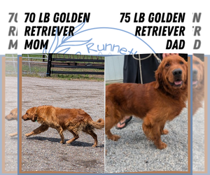 Father of the Golden Retriever puppies born on 07/24/2025