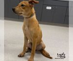 Small #1 Labrador Retriever Mix