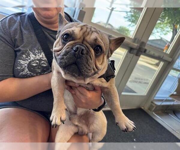 Medium Photo #1 French Bulldog-Unknown Mix Puppy For Sale in San Antonio, TX, USA