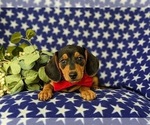 Small #2 Dachshund