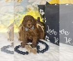 Small #10 Poodle (Toy)