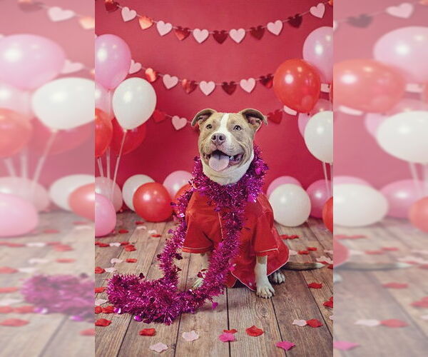 Medium Photo #2 Mutt Puppy For Sale in Belleville, IL, USA