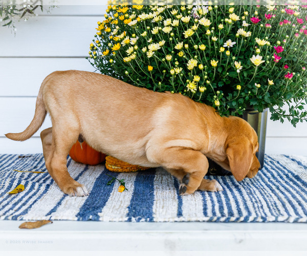 Medium Photo #4 Golden Retriever-Jack Russell Terrier Mix Puppy For Sale in WAKARUSA, IN, USA