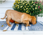Small #3 Golden Retriever-Jack Russell Terrier Mix