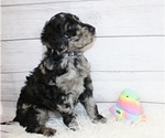 Small Photo #4 Aussiedoodle Puppy For Sale in NORTH EAST, MD, USA