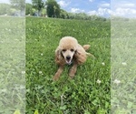 Small Photo #1 Cavapoo Puppy For Sale in COAL CITY, IN, USA