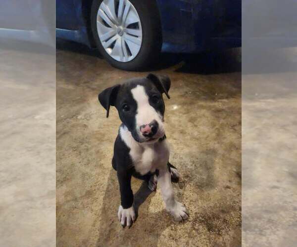 Medium Photo #1 Mutt Puppy For Sale in Candler, NC, USA