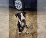 Small Mutt