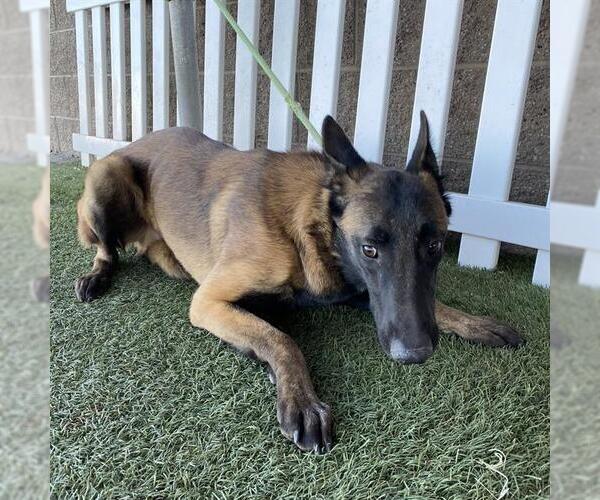 Medium Photo #1 Mutt Puppy For Sale in Modesto, CA, USA