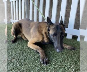 Mutt Dogs for adoption in Modesto, CA, USA