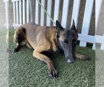 A615379 - Male Mutt Dog for Adoption - Small photo