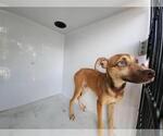 Small Carolina Dog Mix