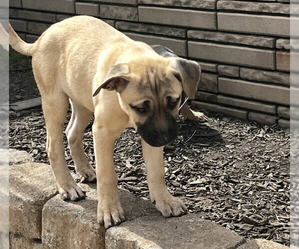 Medium Photo #2 Mutt Puppy For Sale in Pottstown, PA, USA