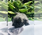 Small Photo #5 Pug Puppy For Sale in CANTON, CT, USA
